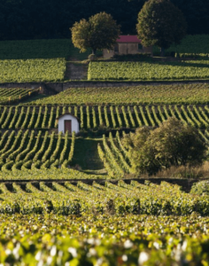 4 bonnes raisons de découvrir la Bourgogne