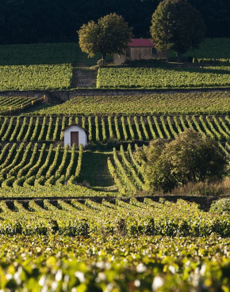 4 bonnes raisons de découvrir la Bourgogne